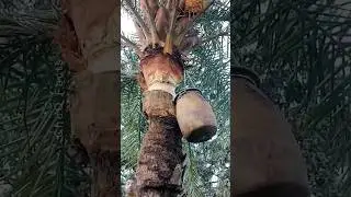 Discover The Traditional Method of Extracting Toddy From Date Palm Trees! #shorts #plants #farming
