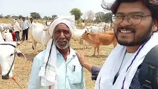 आमडी चा बैल बाजार ! पहा किती ला कोणती बैल जोडी आहे ! #amollanjewarvlogs #bailbazaarmaharashtracha