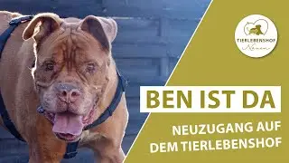 Ben ist da - Tierlebenshof VLOG 169