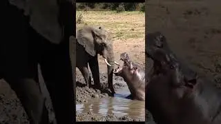 Power meets power in the wild!#ElephantVsHippo #WildlifeBattle #AnimalFight #NaturePower #Wild