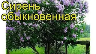 Сирень обыкновенная. Краткий обзор, описание характеристик syringa vulgaris