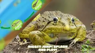Metamorphosis| The life Cycle Of  A Frog| ImaginationTotsTv kid songs and stories