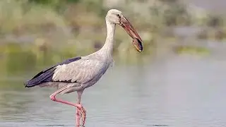 Asian openbill stork (Anastomus oscitans) foraging