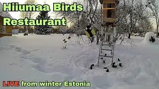 LIVE: Bird Feeder in Hiiumaa, Estonia