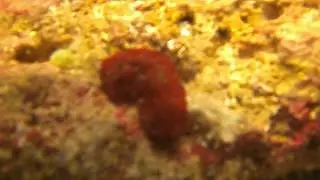 Dolabrifera dolabrifera PICT0534
