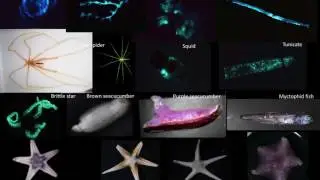 Luminous animals from our deep sea