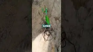 Mantis attacked by hair worm #shorts