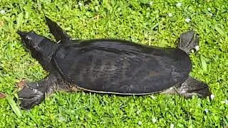 Dark Softshell Turtle has Tubular Snout & Large Webbed Feet in Grass on Boardwalk Avenue! 