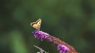 🌲Serene Forest Sounds: Spiritual Awakening Meditation