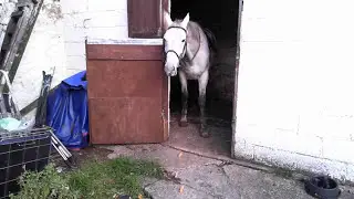 Horse follows a 