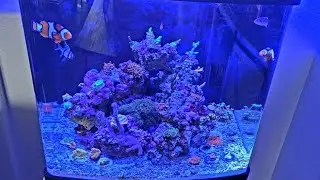 32 Gallon Biocube 09/2022