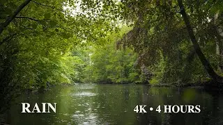 4 Hours Rain on a Forest Pond | Bruges Woodland Ambience | Sleep, Relax, Focus