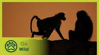 Baboons - Africa's Wild Wonders - Go Wild