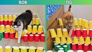 A paper cups cat challenge!