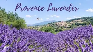 Lavender Fields of Provence, France | Sault