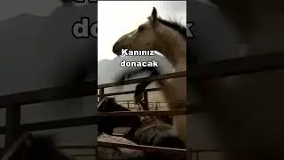 YILKI ATLARI ESİR D&Uuml;ŞT&Uuml;