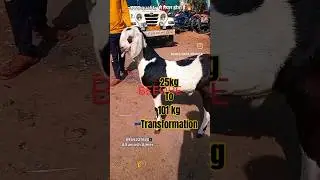25kg to 101kg Goat journey 😍 Quality GUJRI❤ #goat #beautifullgoats #goatfarming