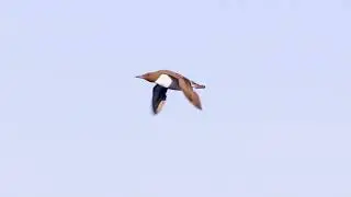 Guillemot (Uria aalge) - flying + in slow-motion @Fowlsheugh