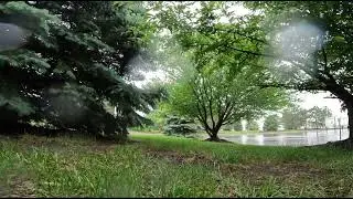Urban Wildlife Ep 18 - Caught in the Rain - Relaxing Sounds - 4K