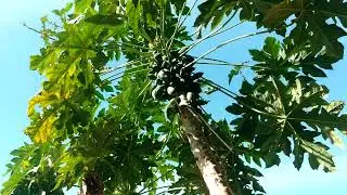 Papaya🌴Tree Eating🍃Leaf🦇Bat .#garden #fruit #papaya #bat #eating #papayafarming #papayatree #leaf