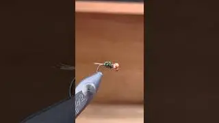 BERRY'S PCP Euro Nymph | #flytying #euronymphing #flyfishing #shorts