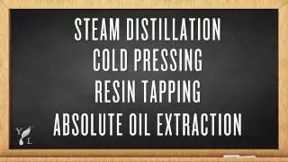 YL University Essential Oil Extraction
