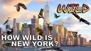 A Year in Wild New York 2022