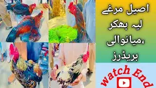 Aseel Murga Mandi  layyah video 🔥🔥 #trending #aseelmurga #viral #birds #roosterfarm 