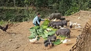 The girl used banana leaves to feed the pigs and harvested vegetables and fruits.