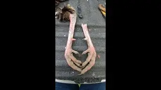How to remove turkey spurs