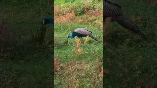 Peacock sound 🦚🦚🦚 #birdsounds #peacock #birds #forestsounds #nature #animals #zoo #foryou #wildlife