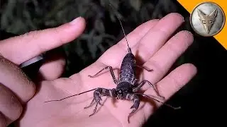The Weird Creature that Shoots ACID for Defense