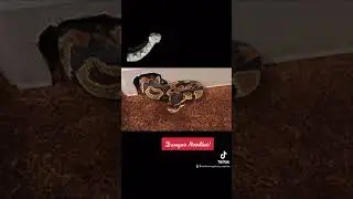 Snake Zen &ldquo;Danger Noodles&rdquo;