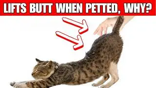Why does your cat LIFT THE BUTT when petted?