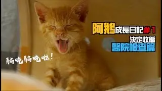 @上發條俱樂部 阿鵝成長日記＃１＿決定收編／醫院檢查／ASMR