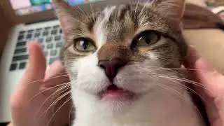 Cat is mesmerized by face massage