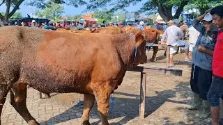 AKHIR BULAN LEMES‼️UPDATE HARGA SAPI JANTAN PERSIAPAN KURBAN || PASAR SAPI WARUJAYENG NGANJUK ||
