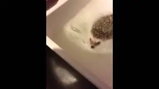 Toothpick bath again