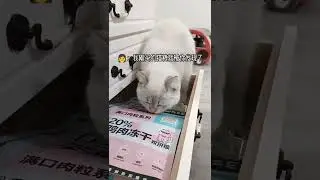 酷小猫是最可爱的 #shorts #15343 #shorts