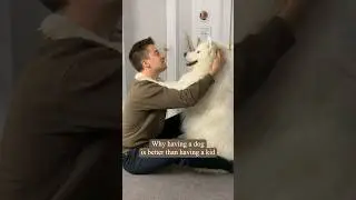 Dogs are the better kids 😁 #dogvskids #fun #comedy #samoyed
