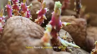 Understanding Specialized Plant Structures: Rhizomes, Tubers, Thorns & More