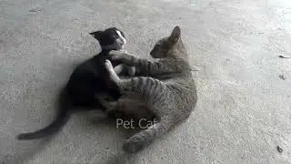 #animalantics #animalenchantment #catsofinstagram #cat