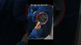 How other cats react to the vet vs this kitty