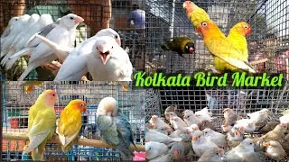 Galiff Street Bird Market In West Bengal Visit & Price Update Of Different Types Of Exotic Birds