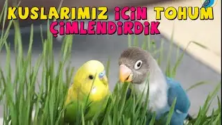 Muhabbet Kuşlarımız için Buğday Filizlendirmel VLog
