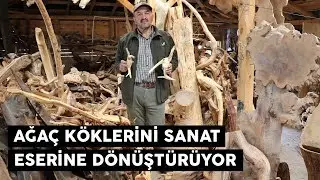 Ağaç köklerini sanat eserine dönüştürüyor
