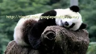 Google Ranking - Discover 71 