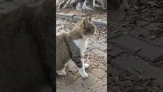 Кошка в белой манишке 🐈 Смешные коты 😹 Nice stray cat 😻 Funny cats Animals Nature Pet Meow Kawaii 🐾🐆