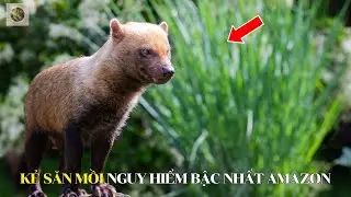 🔥Bush Dog &ndash; Kẻ Săn Mồi B&iacute; Ẩn V&agrave; Nguy Hiểm Bậc Nhất Rừng Rậm AMAZON! | Top World Animal