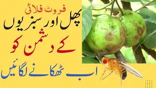 Fruit Fly Trap at Home | Say Goodbye to Rotten Fruits & Vegetables
